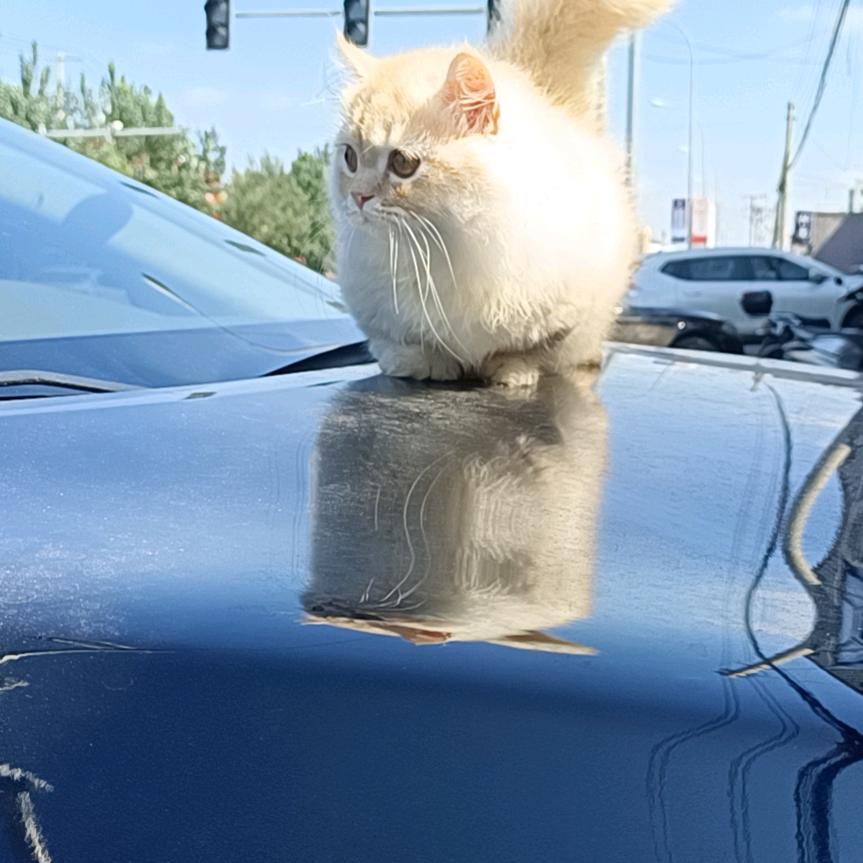 梓鑫盛猫阁