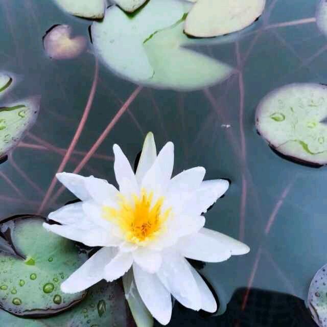 一片冰心在玉壶