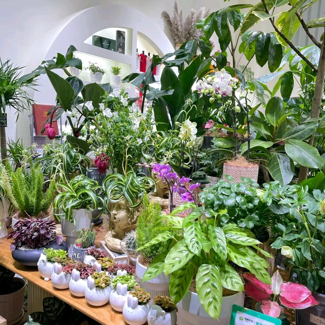 万花小楼