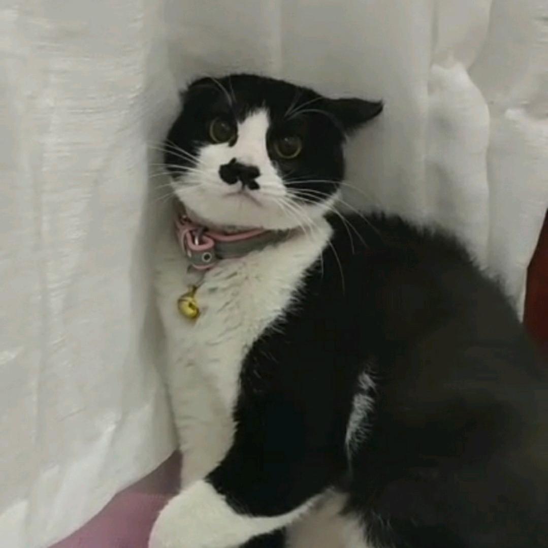 黑菜