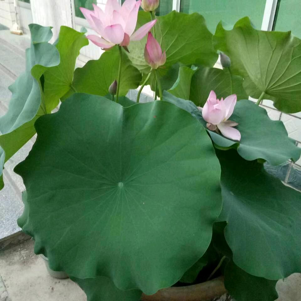 幸福人生