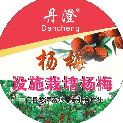 梅盛   大棚杨梅