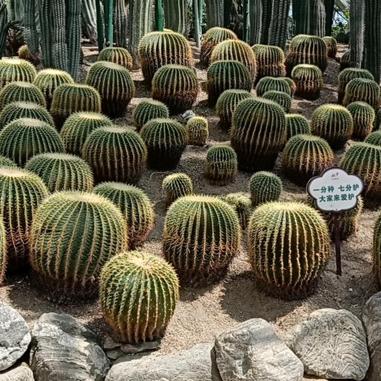 我们好像在哪见过（林先生）