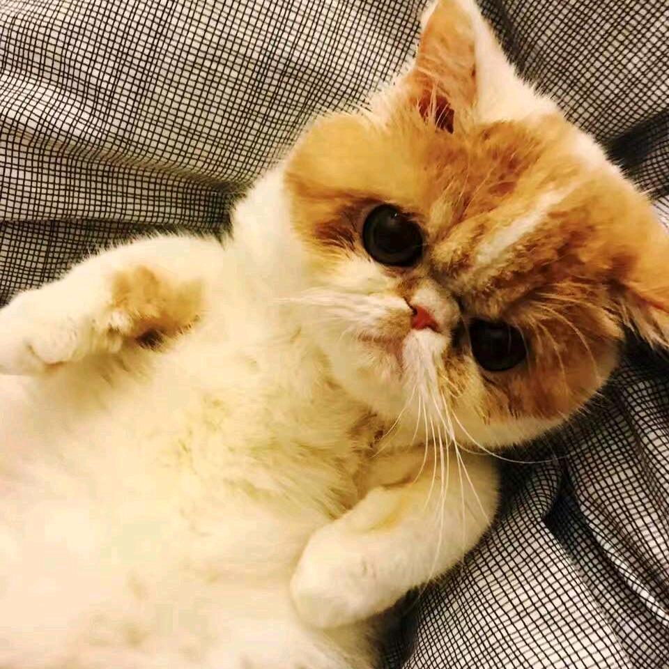 减肥的朱古力
