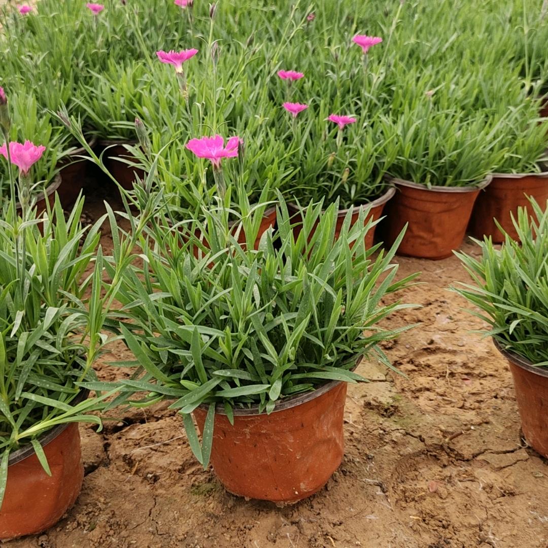 青州立清花卉有限公司