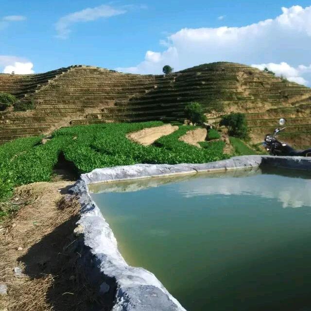安溪铁观音茶农在泉州