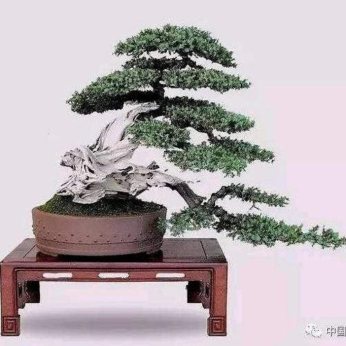 万三园艺