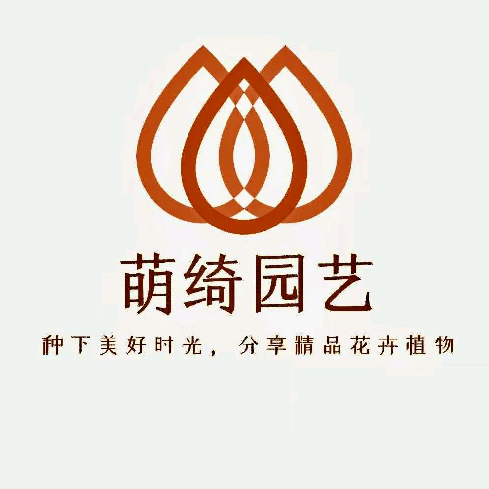 萌绮多肉