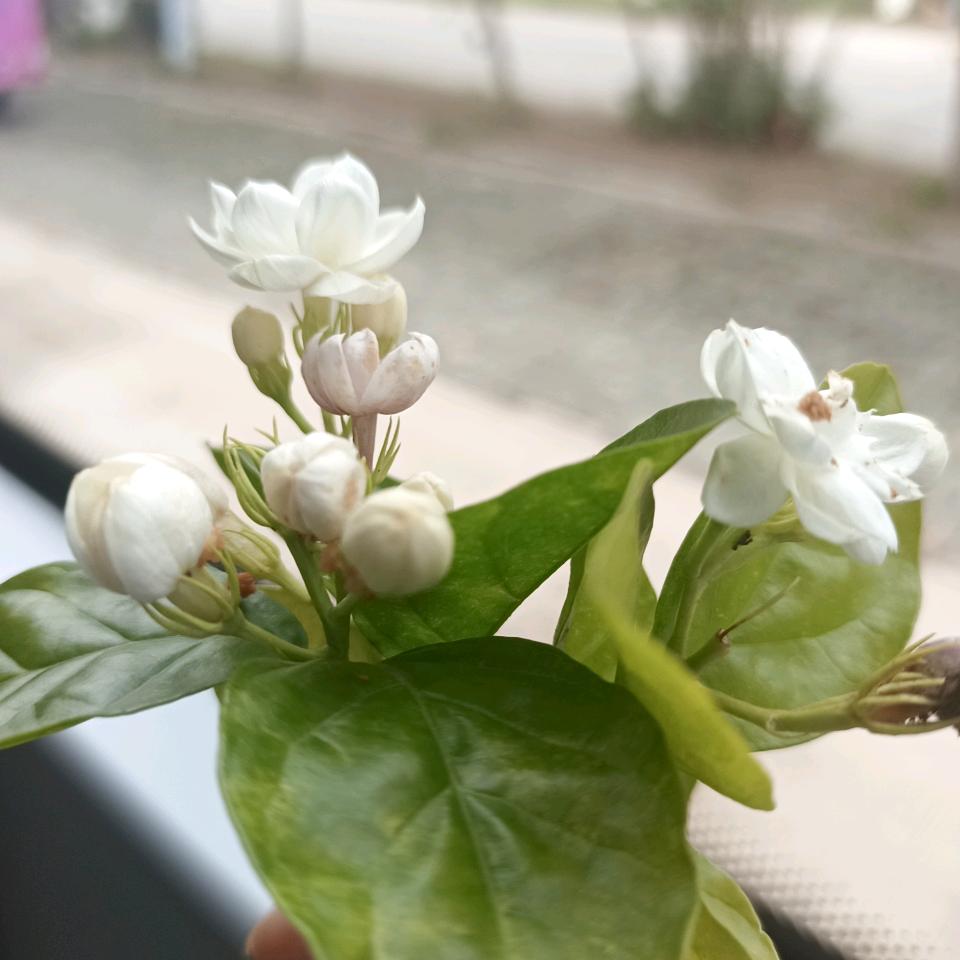 香香