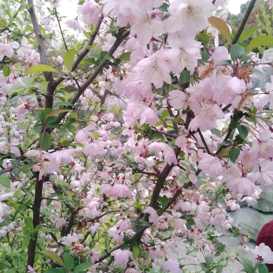 情花毒