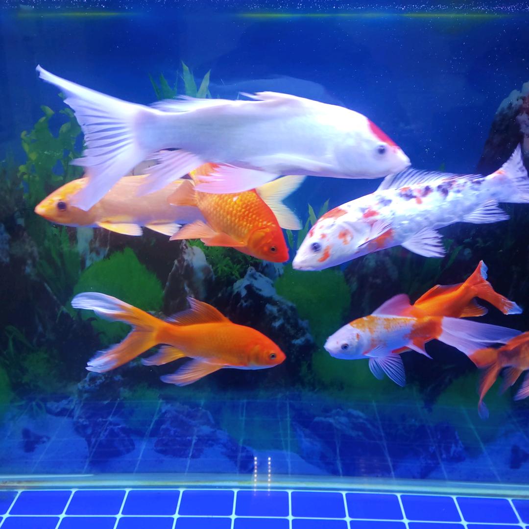 ✨🌟得偿所愿🌟✨