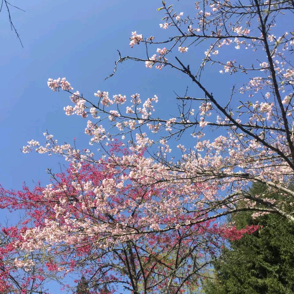 野火烧不尽