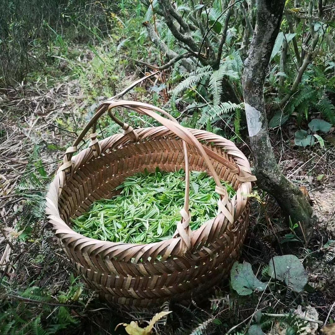 雾雪岭茶业