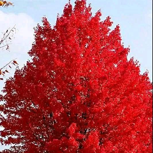 开心快乐每一天。