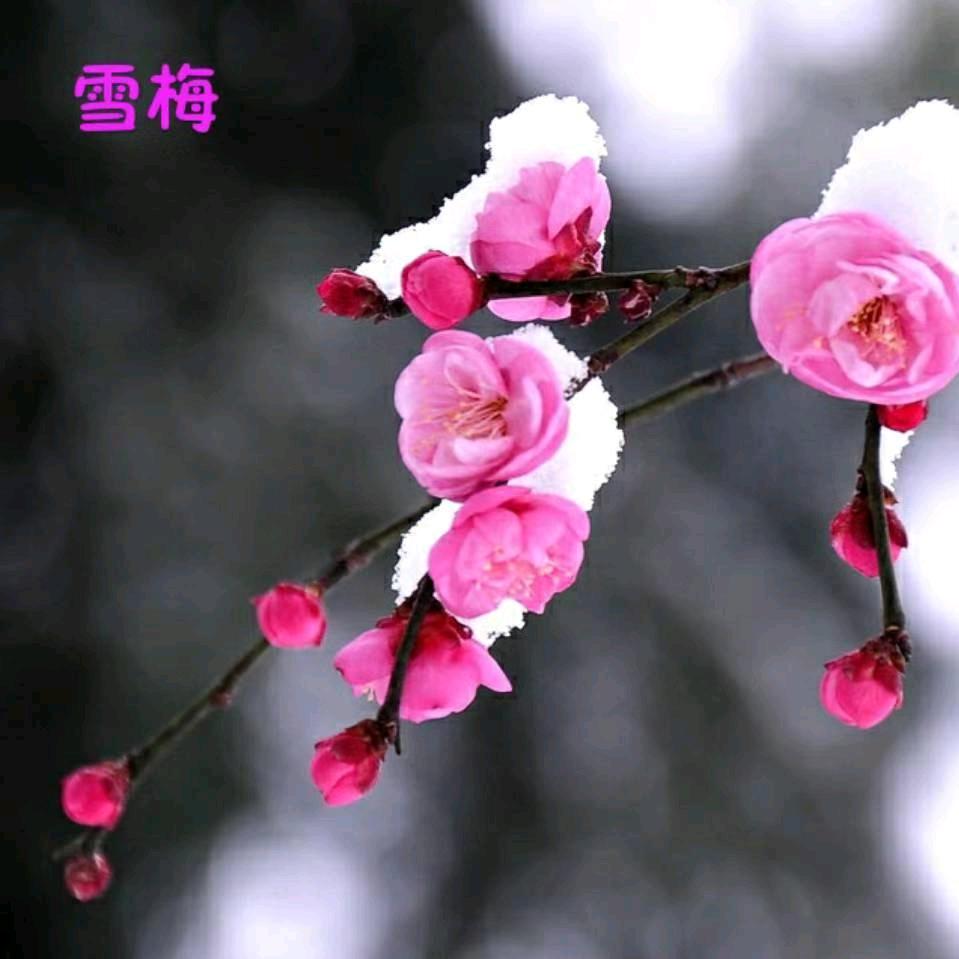 大连雪梅自动化设备有限公司