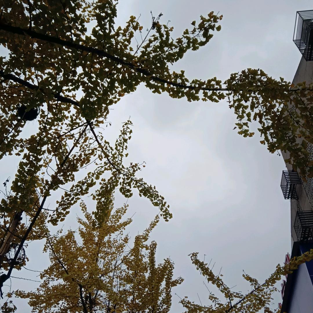 小米哥