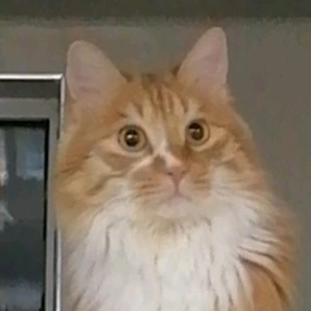 家有猫宠