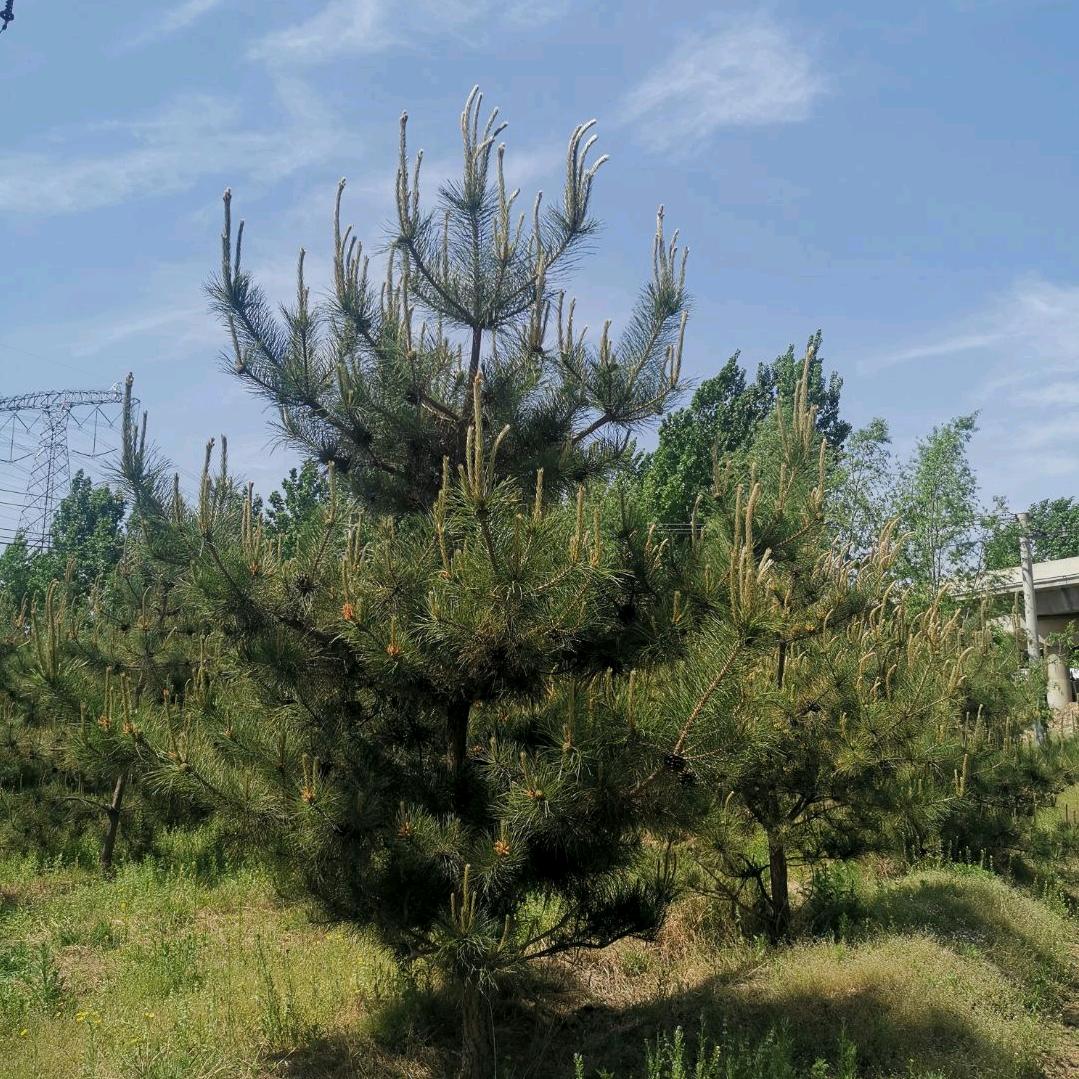 保定市万景环境景观工程有限公司涞水分公司