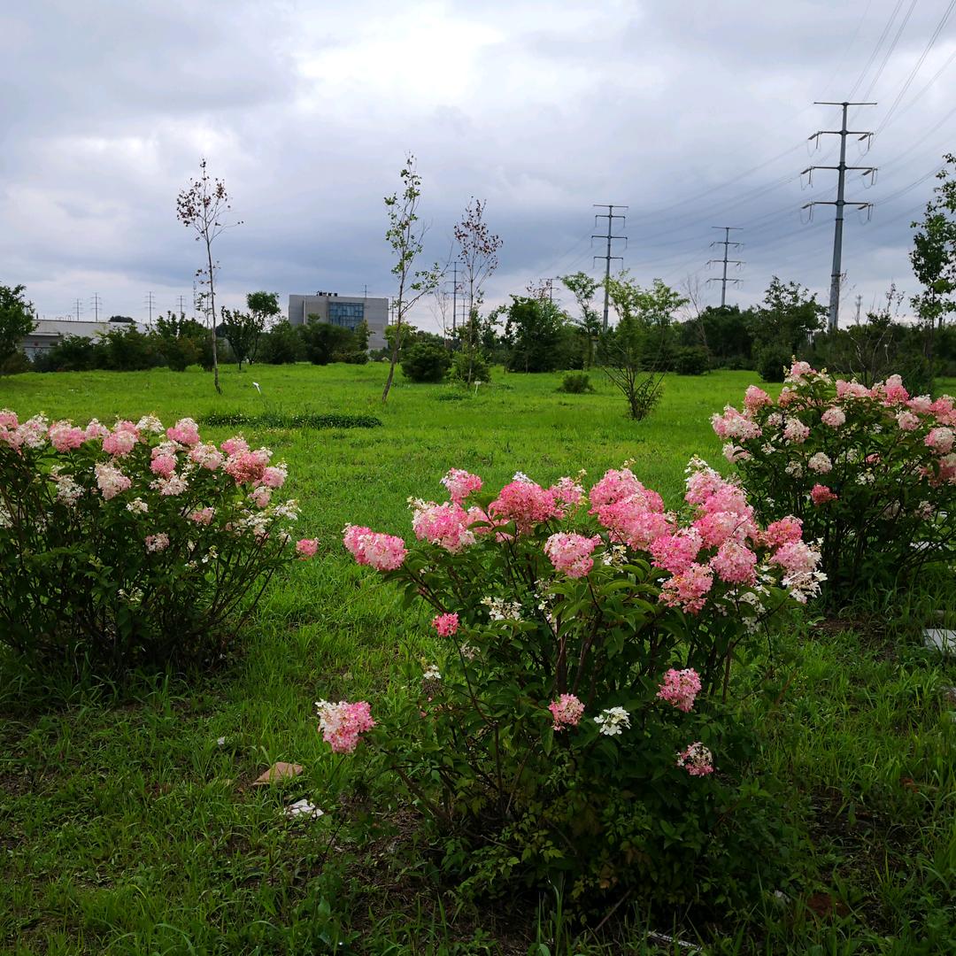 夏果