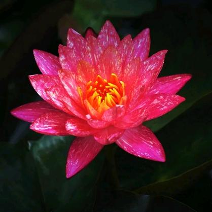 火莲
