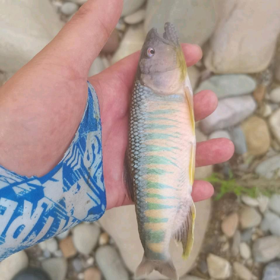 溪流钓小辉