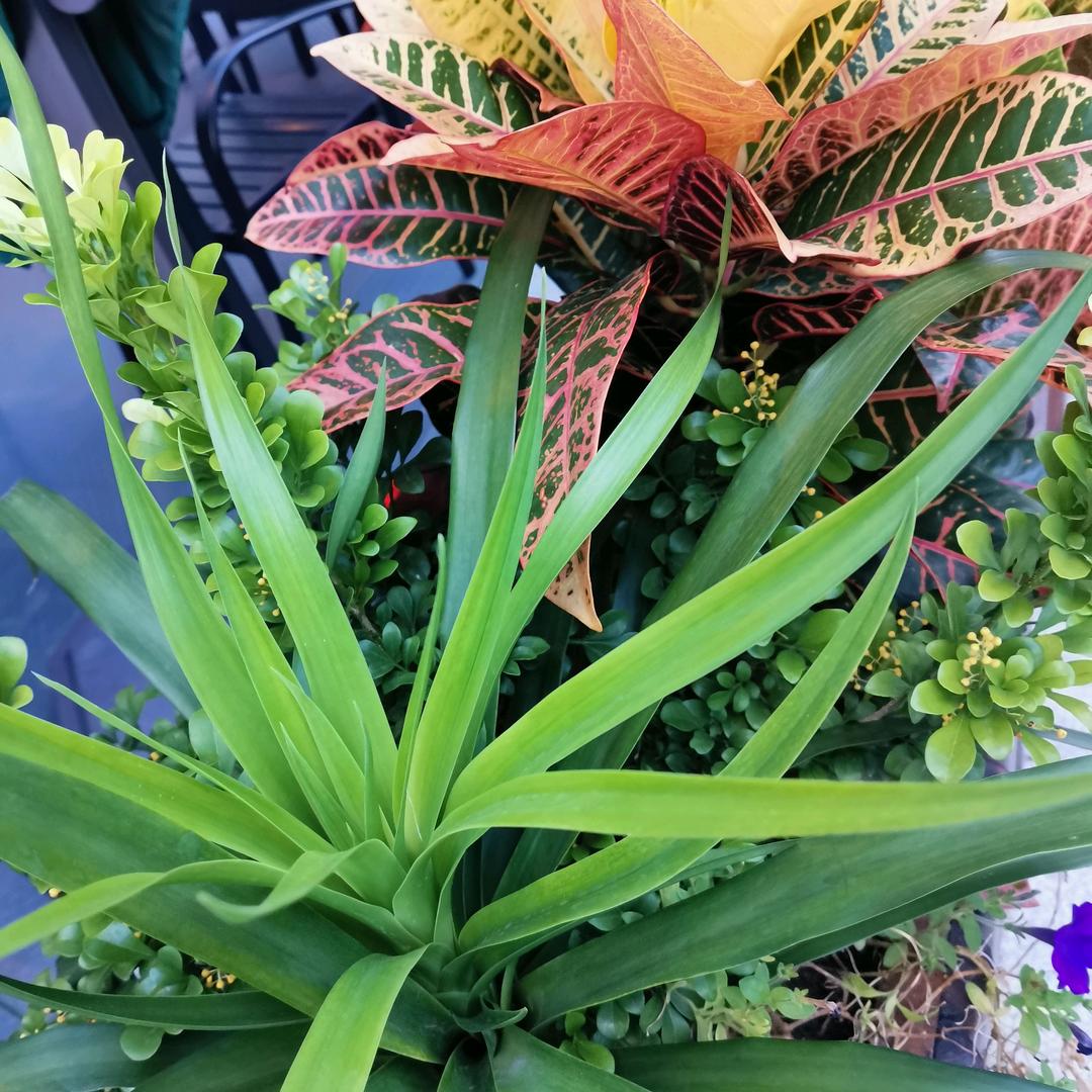 芝姐
