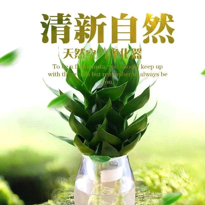 曹哥花卉绿植盆栽