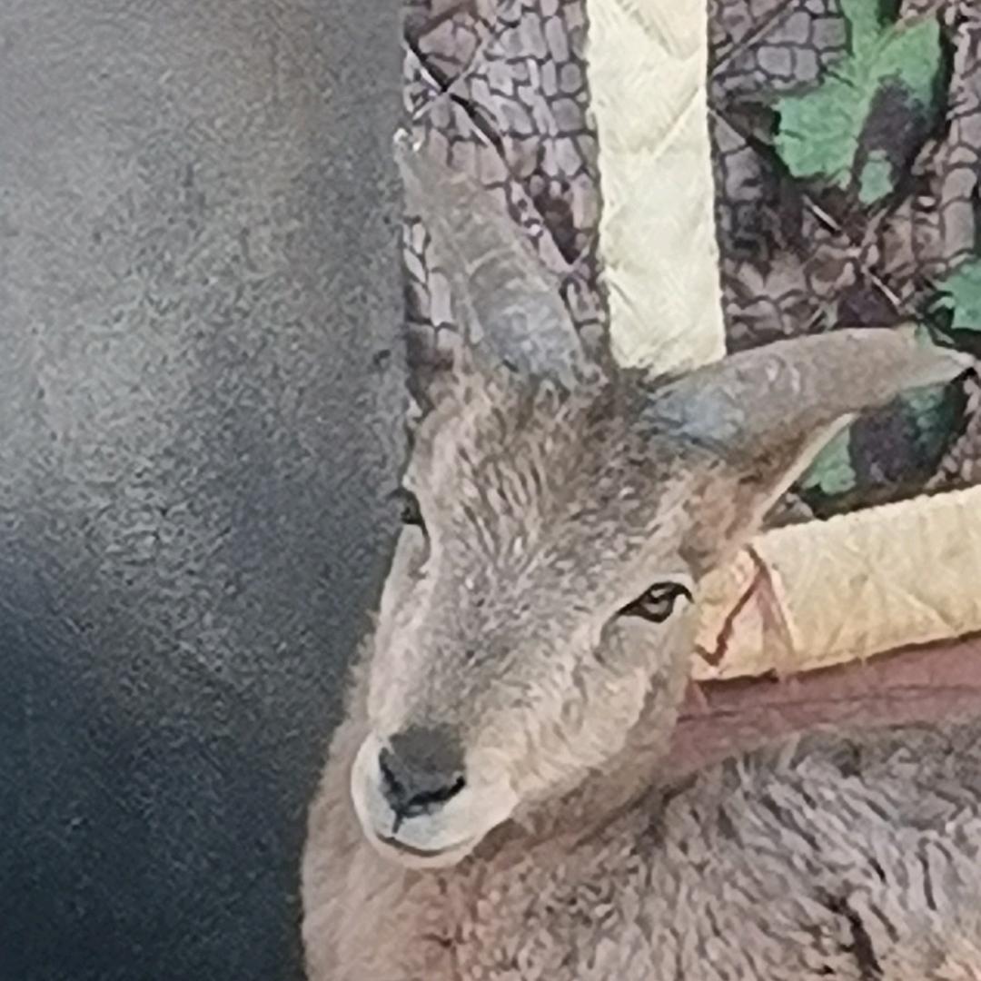 达娃