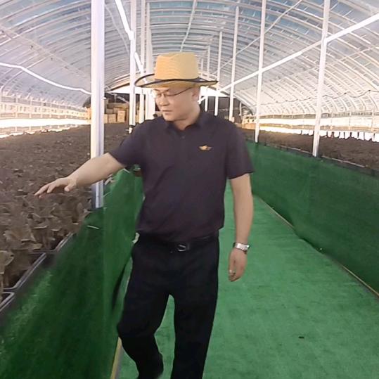 坚持平平淡淡y