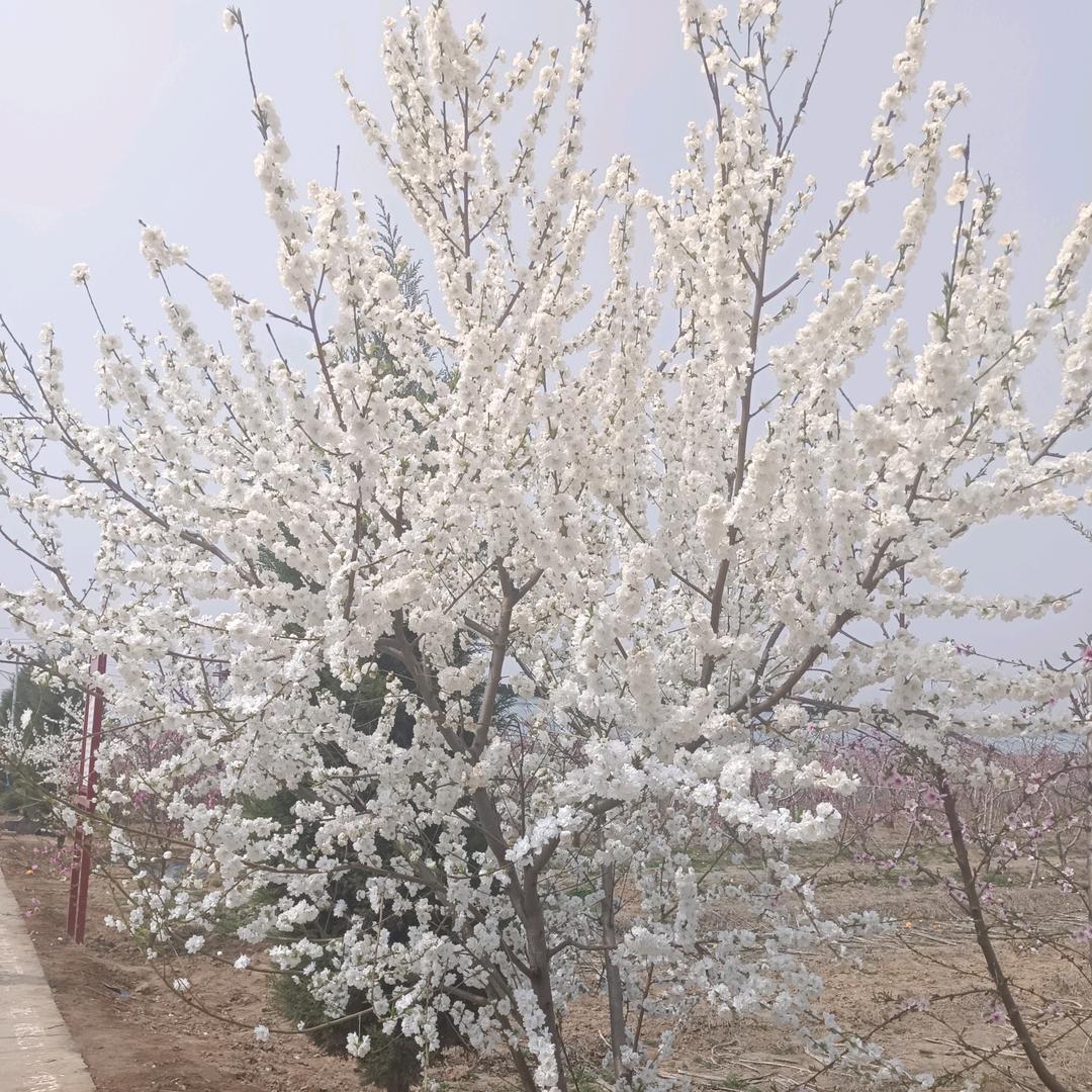 杨小飞