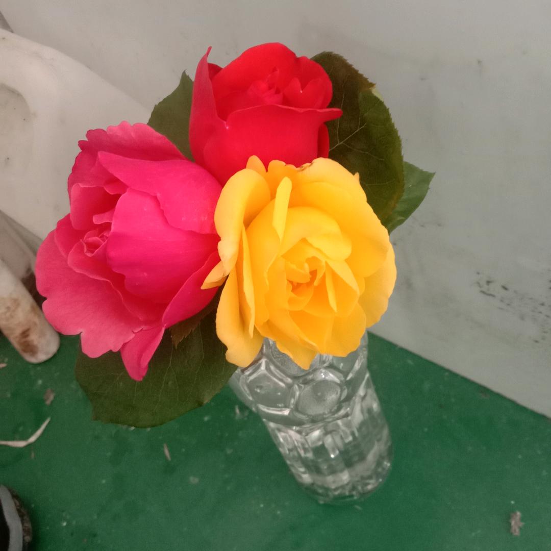 超级棒棒糖