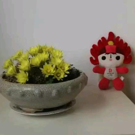 郁郁青青、岸芷汀兰