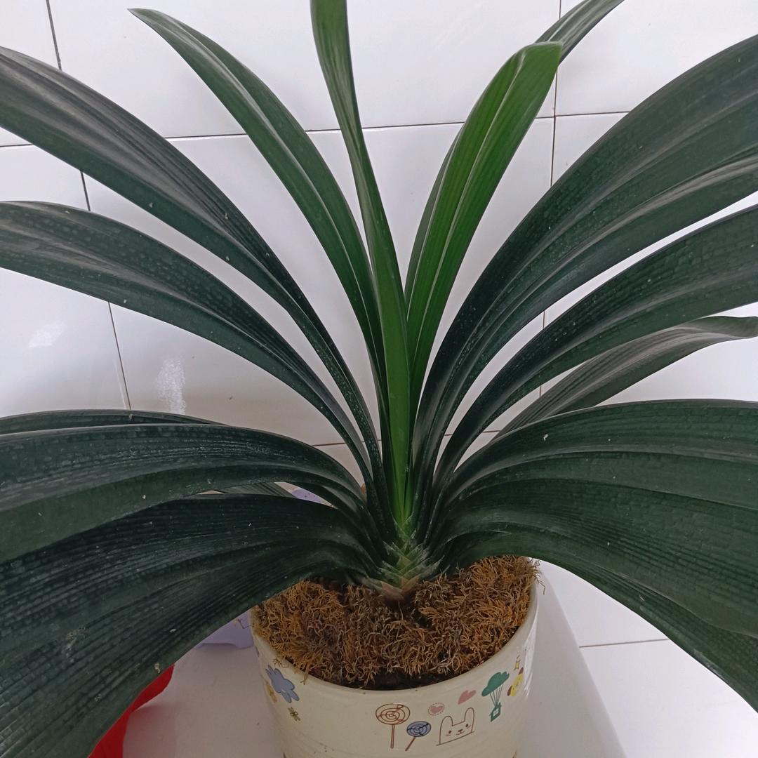 楊素芸