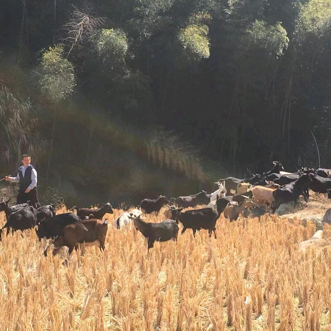 昌红黑山羊养殖农业专业经济合作社