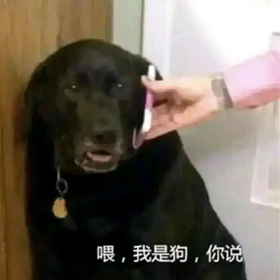 长蜂翅的小鲨鱼