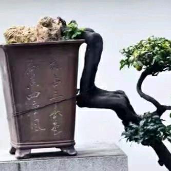 永胜盆景园艺