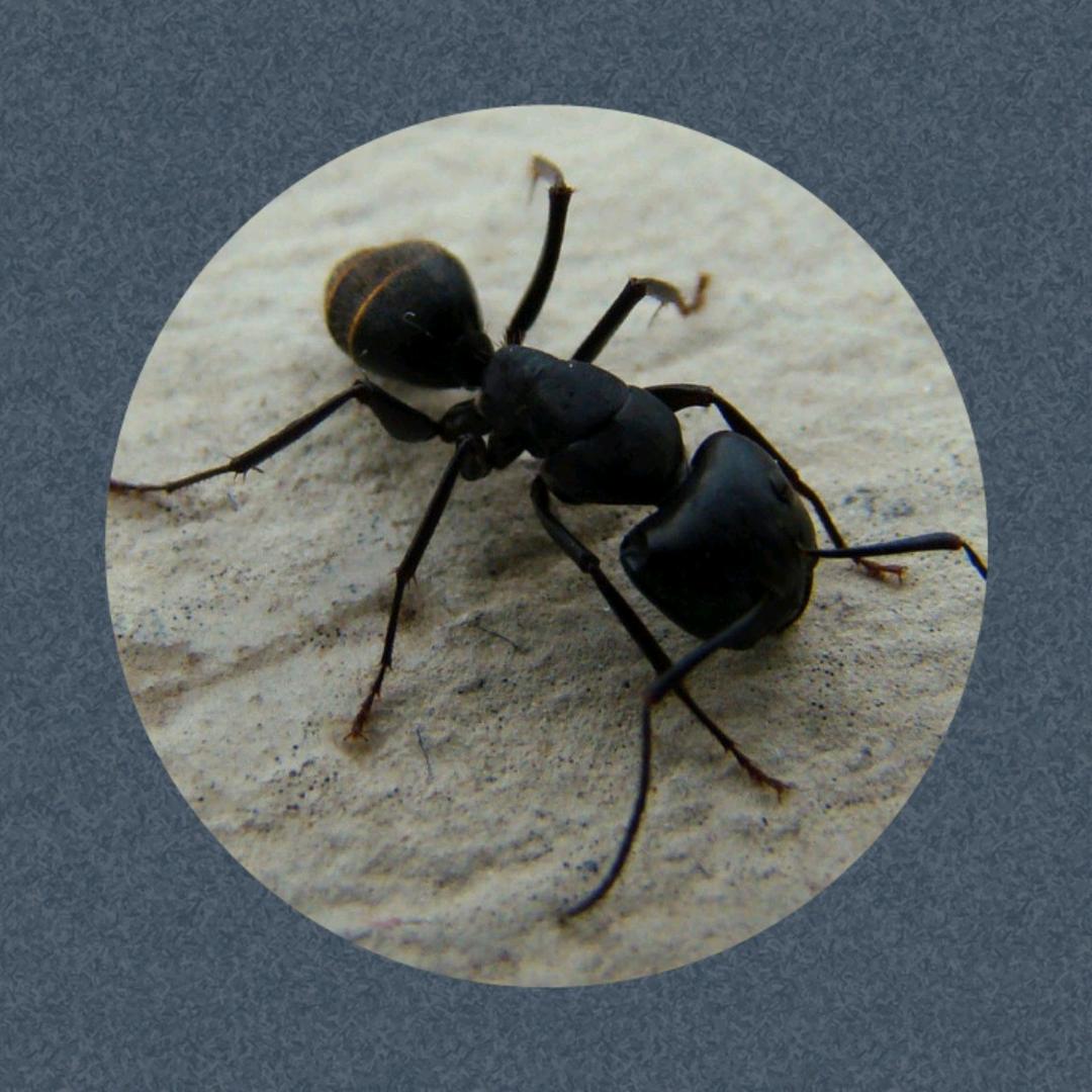 🐜蚂蚁