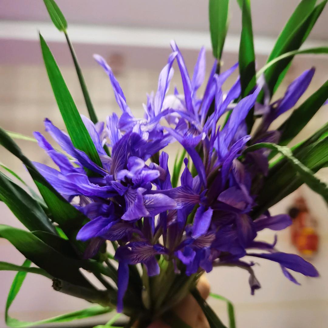 এ᭄ꦿཽ࿆深雨燕纷飞এ