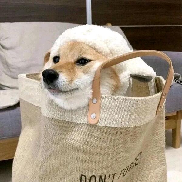 小土狗