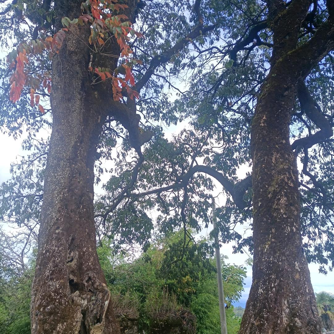 你想