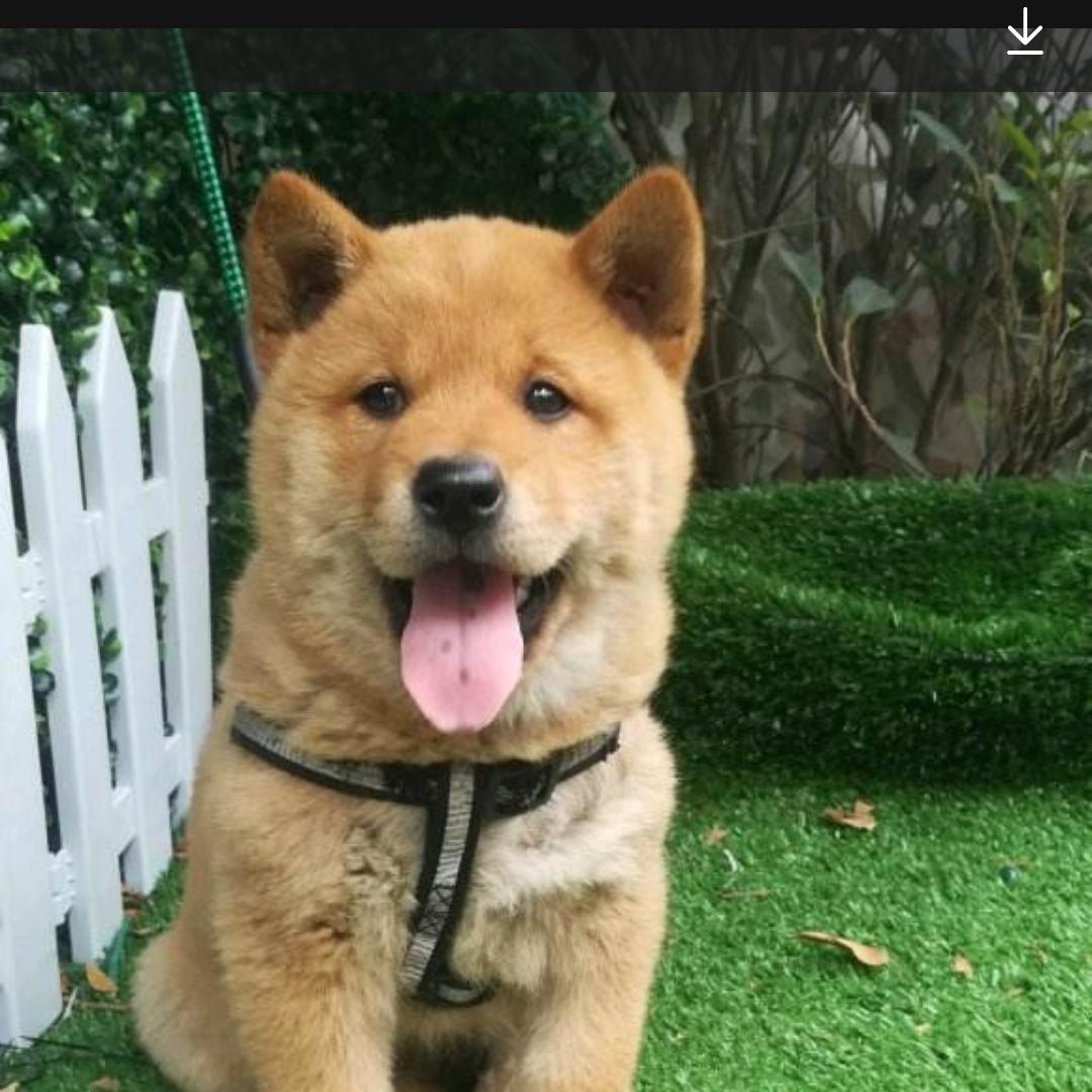 道闻居士聊生肖