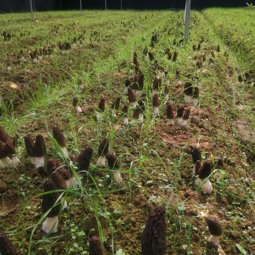 官渡区华保食用菌经营部