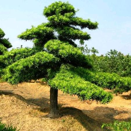 绿鼎盆景园艺