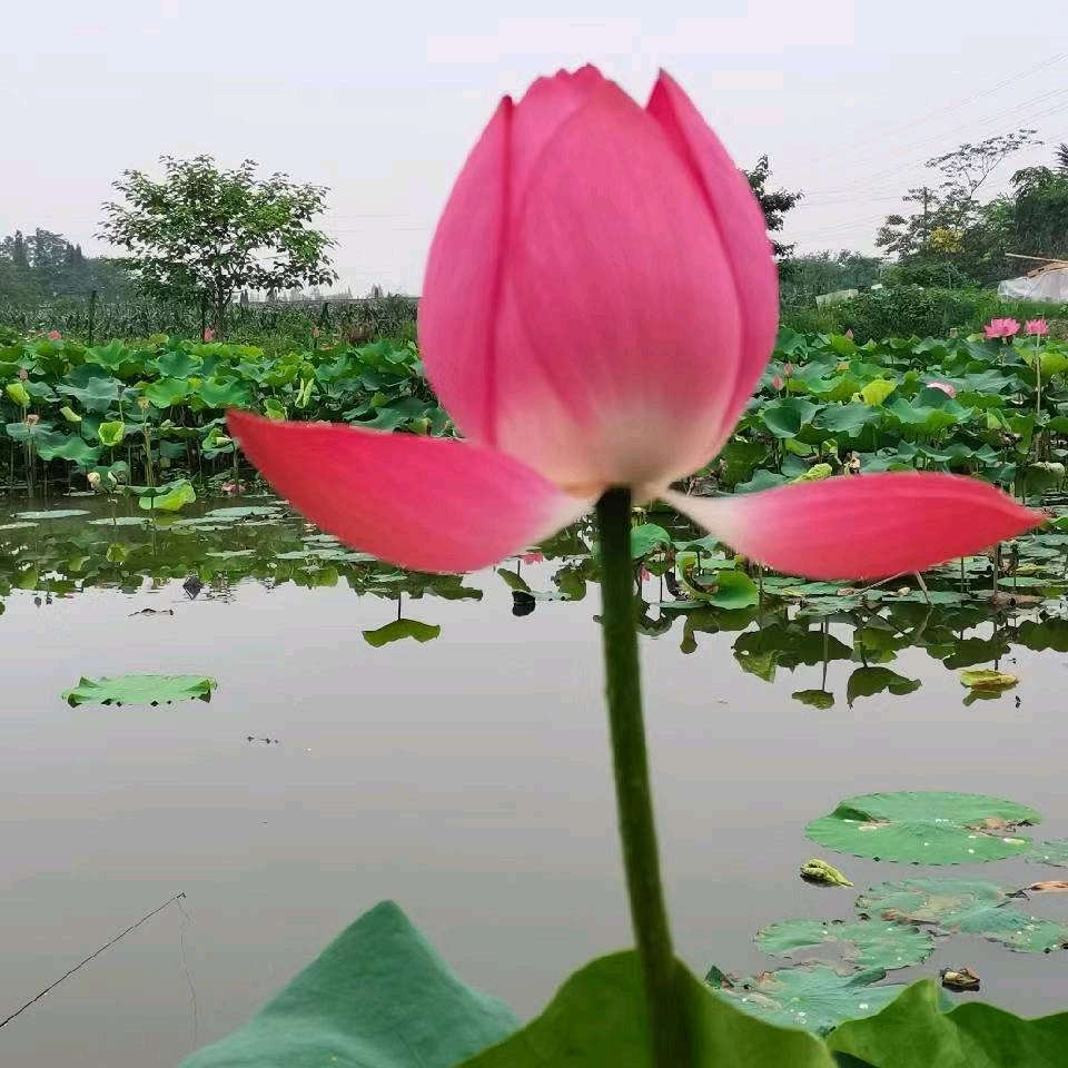 风雨旡阻