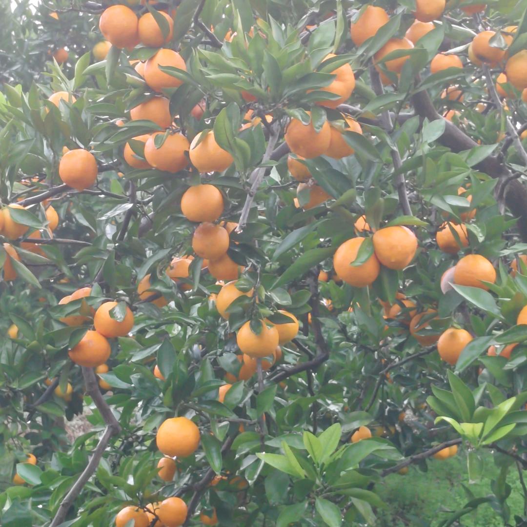 八零后的乡下人