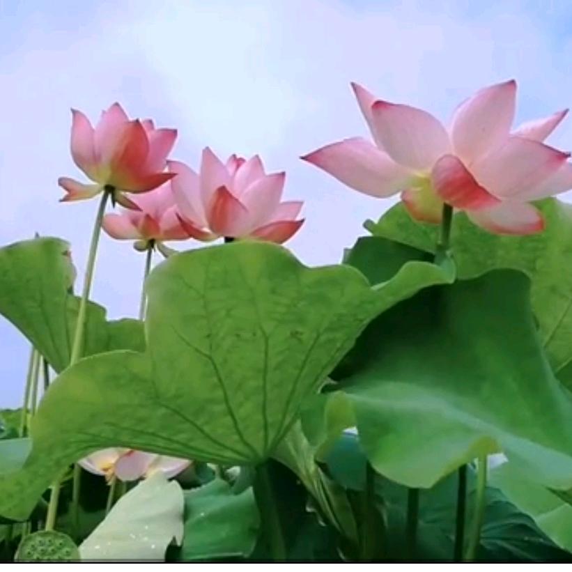 芬芳