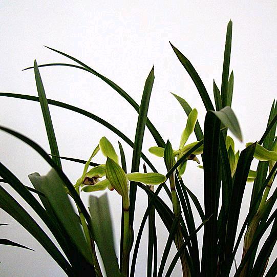 兰花植料供应链