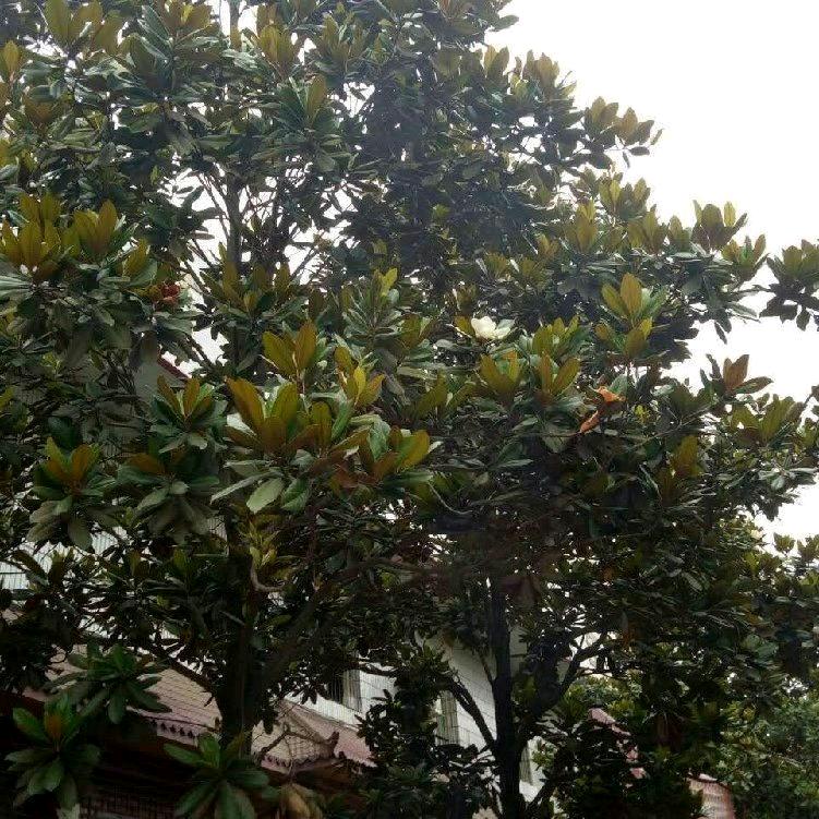 河北大城兴燃红木颗粒