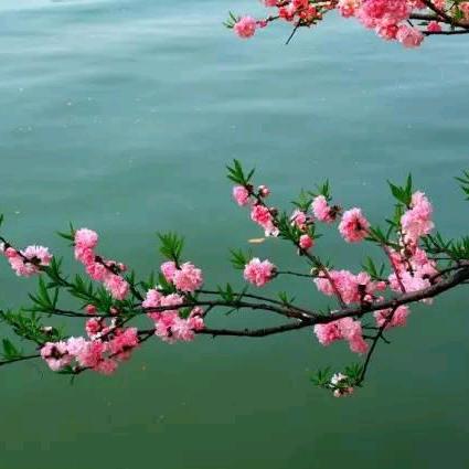 一支梅