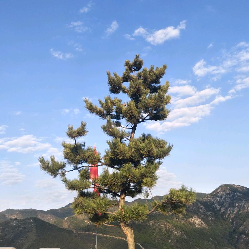 ‘天生傲骨，怎可认输’
